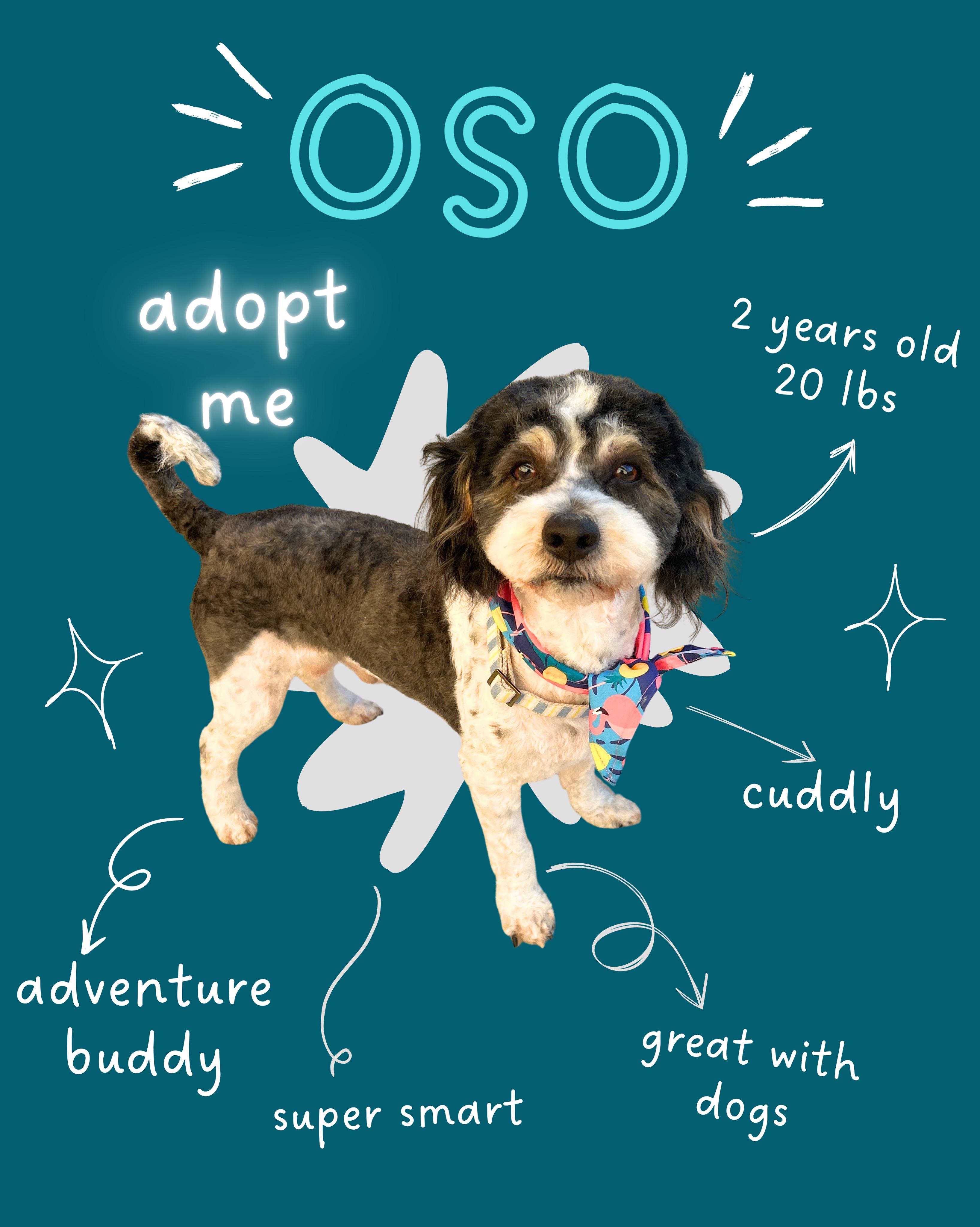 Oso
