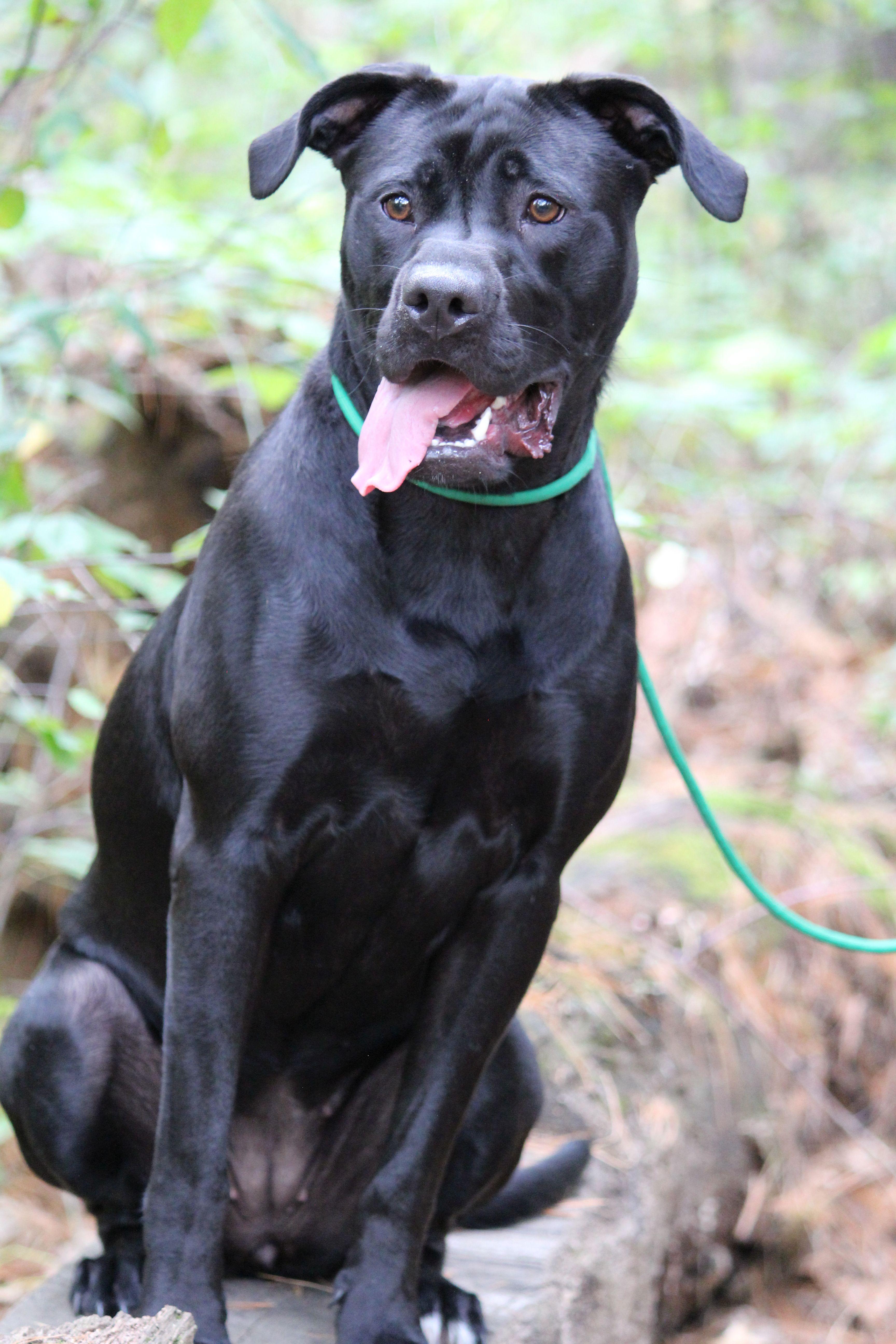 Phanta, a Adoptable mixed breed in Portage, WI image 1/5