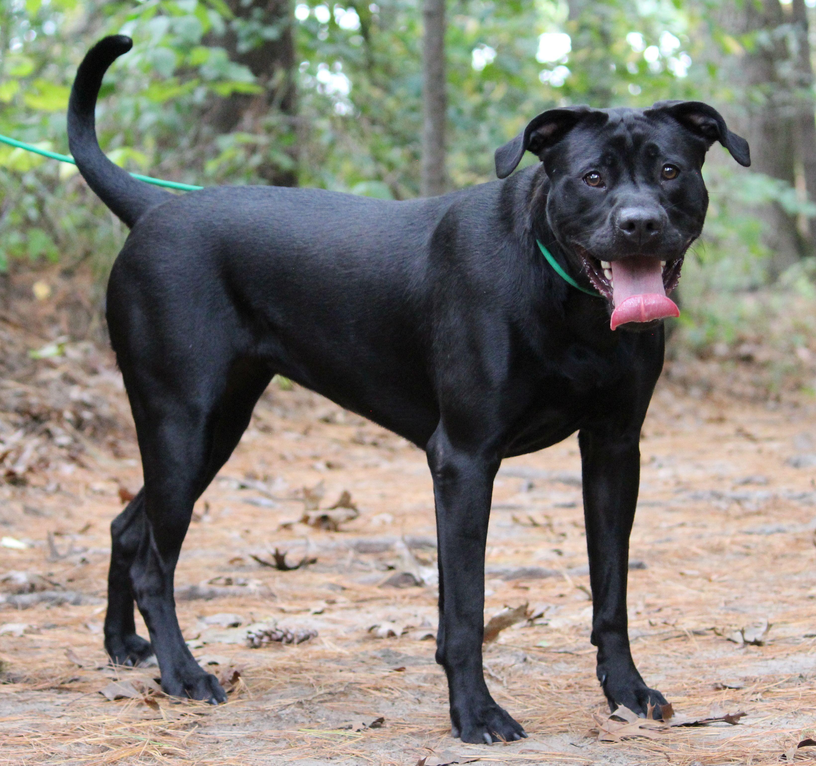 Phanta, a Adoptable mixed breed in Portage, WI image 2/5