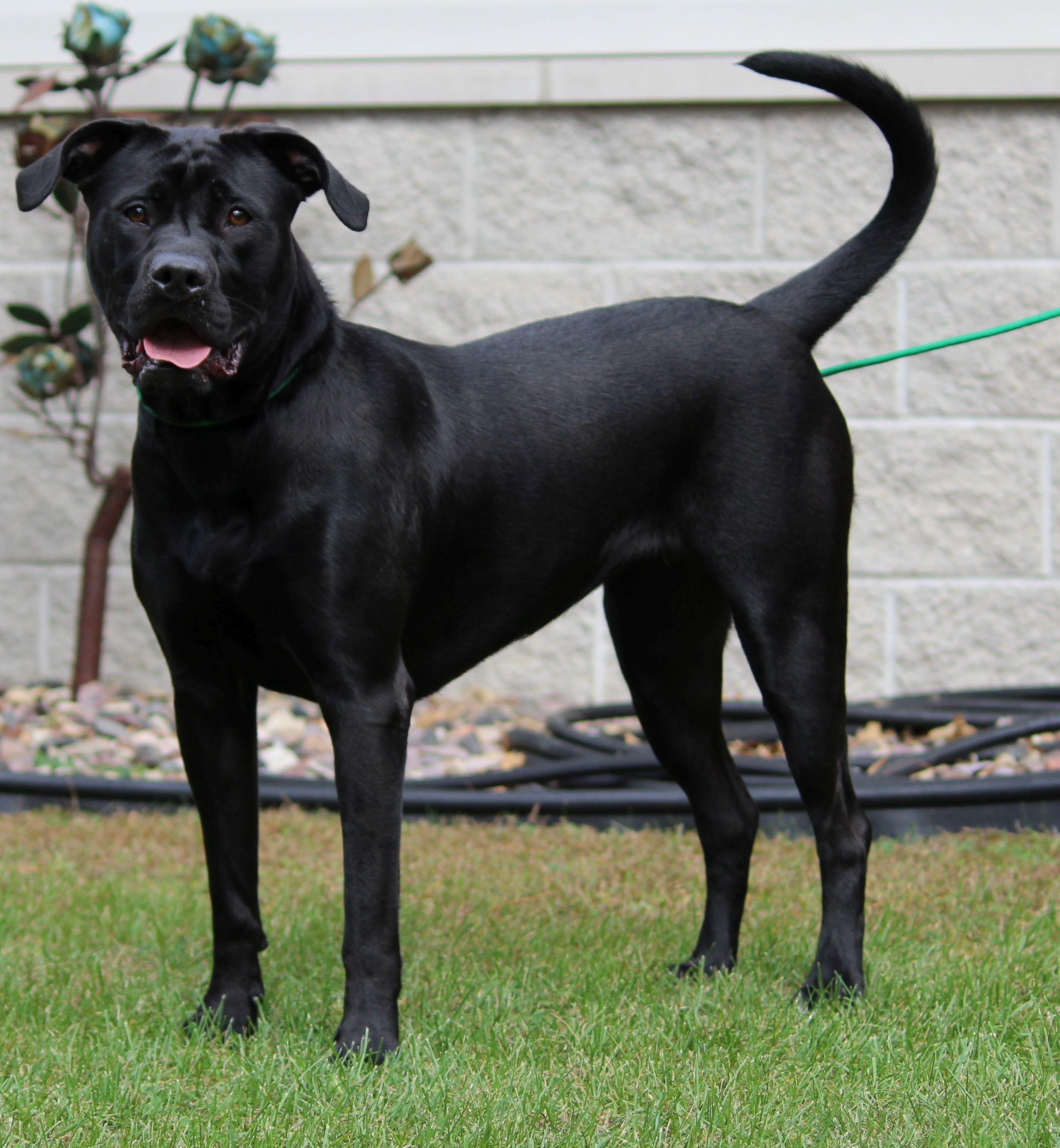 Phanta, a Adoptable mixed breed in Portage, WI image 3/5