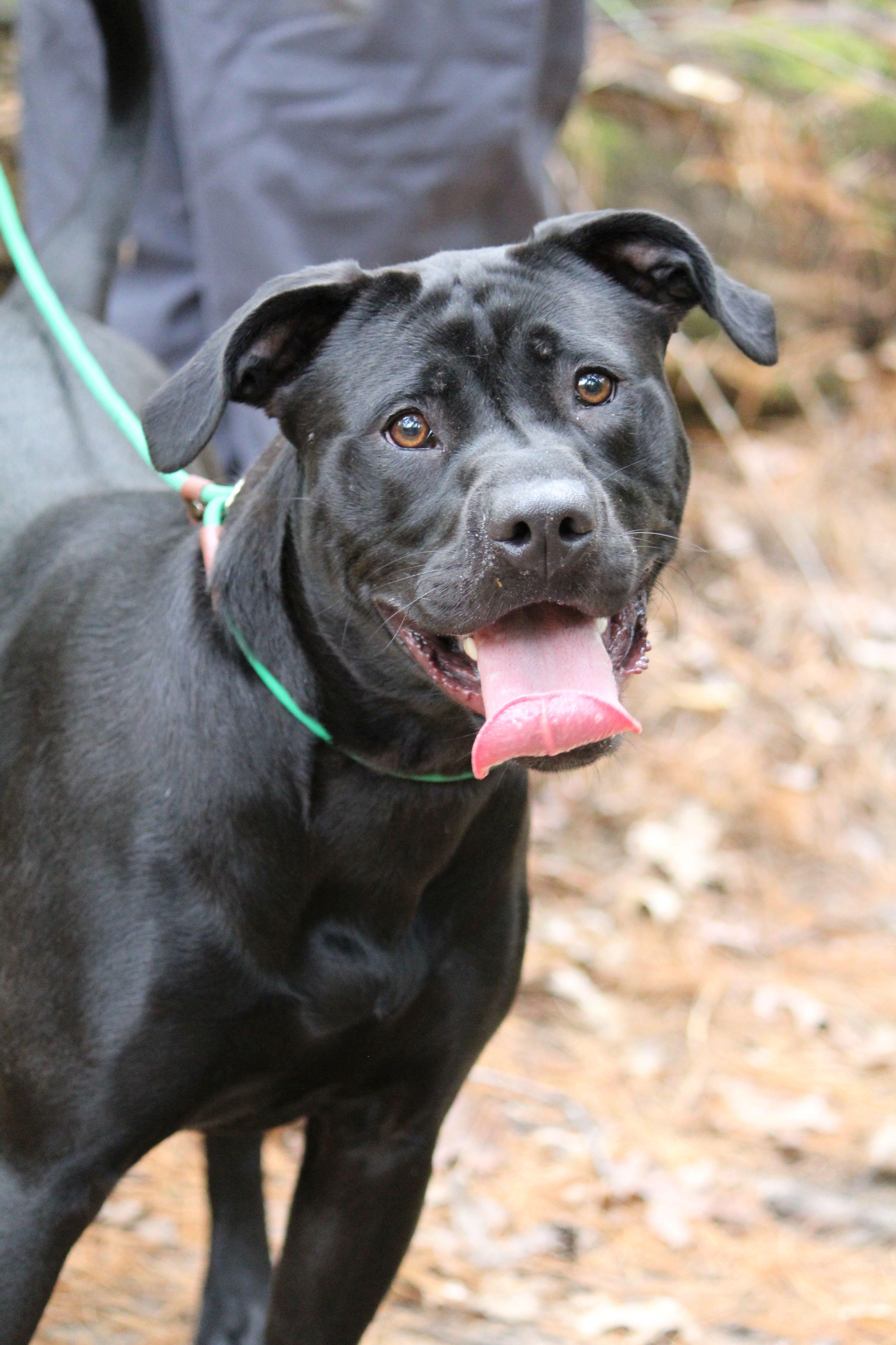 Phanta, a Adoptable mixed breed in Portage, WI image 4/5