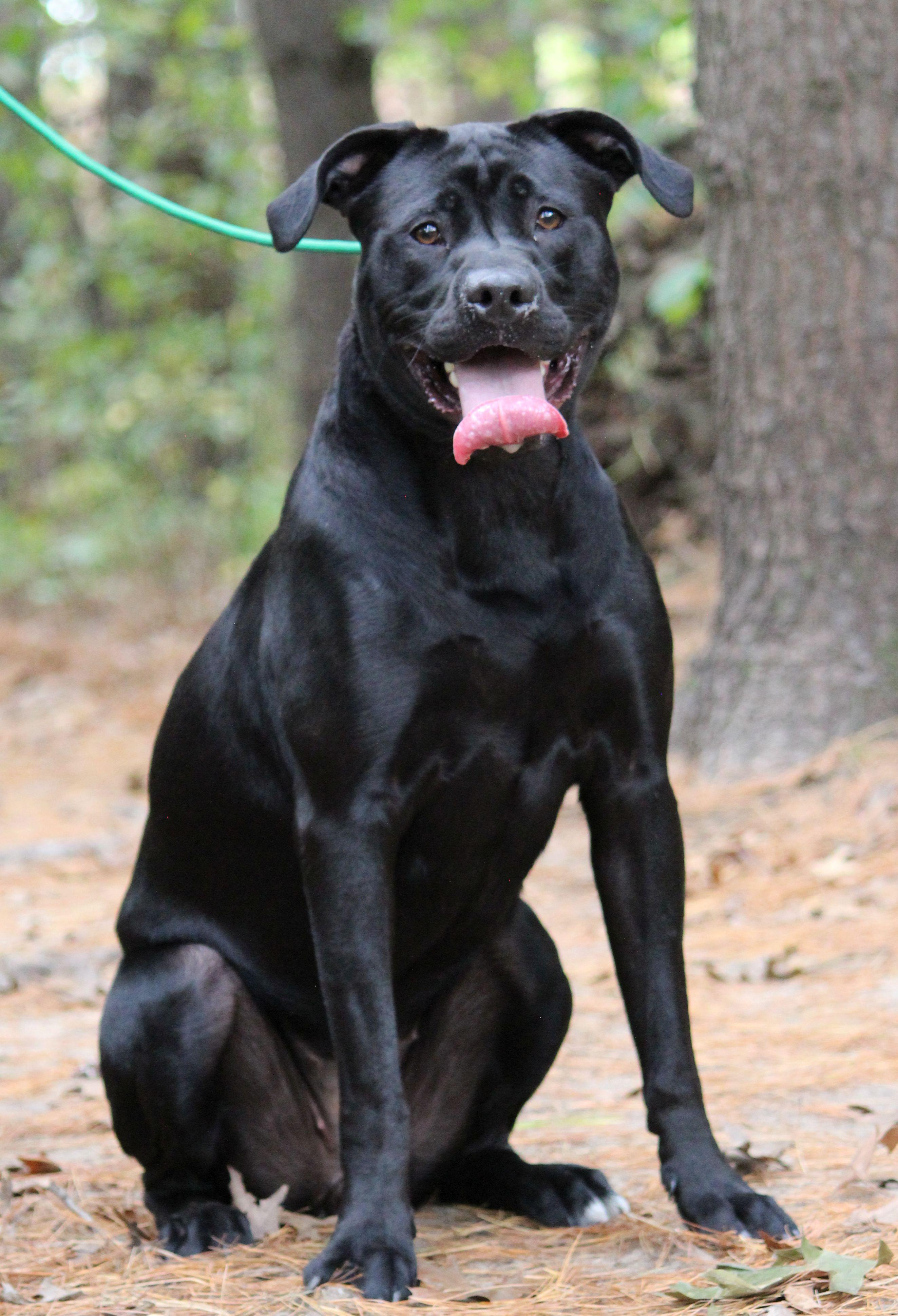 Phanta, Adoptable, Adult Female Boxer.