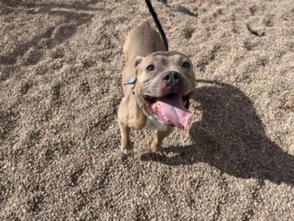 Enlarge SIMBA, a Adoptable mixed breed in Loveland, CO image 1/1