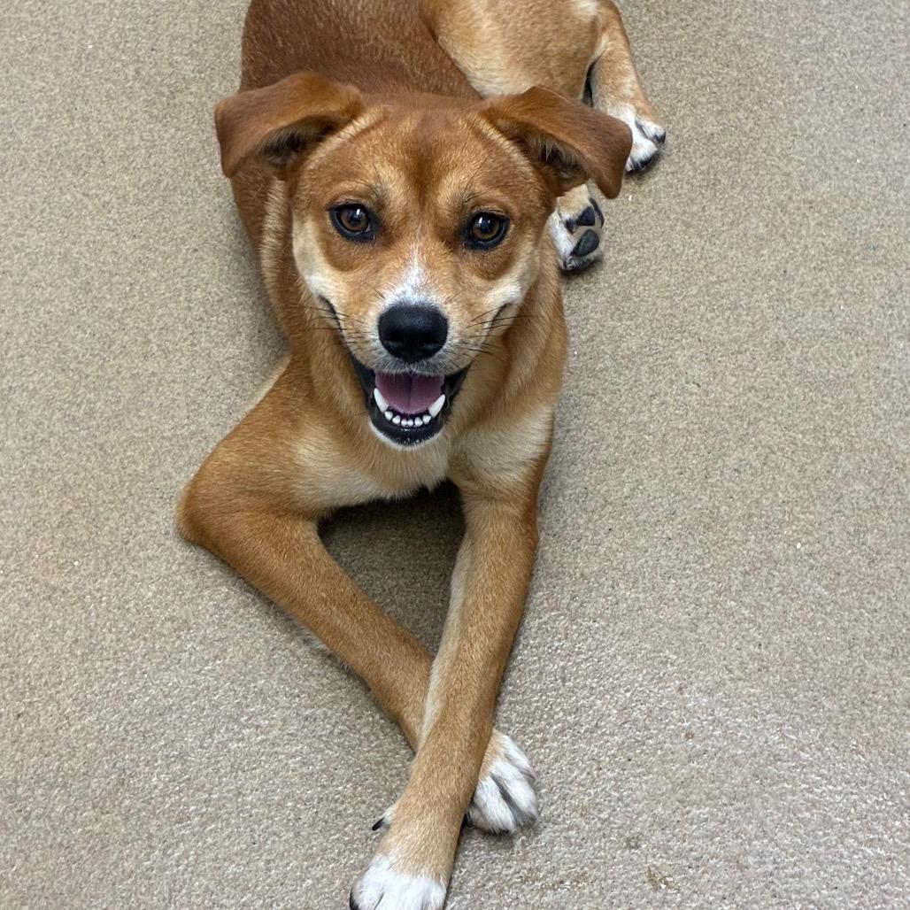 Enlarge Pete, a Adopted mixed breed in Danbury, CT image 2/2