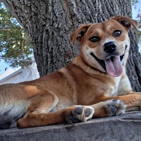 Enlarge Pete, a Adopted mixed breed in Danbury, CT image 1/2
