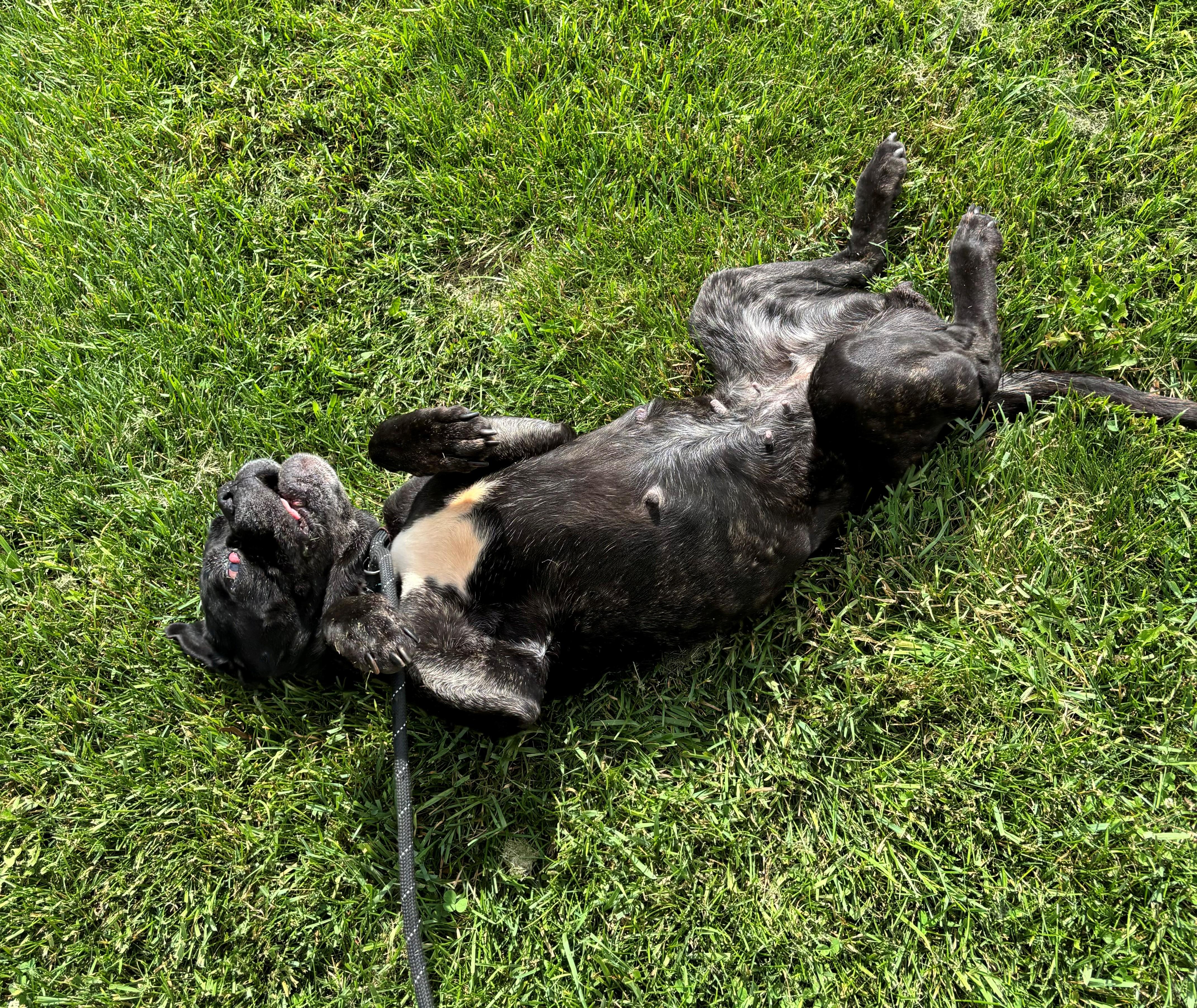 Enlarge Mama, a Adoptable mixed breed in Nevada, IA image 3/3