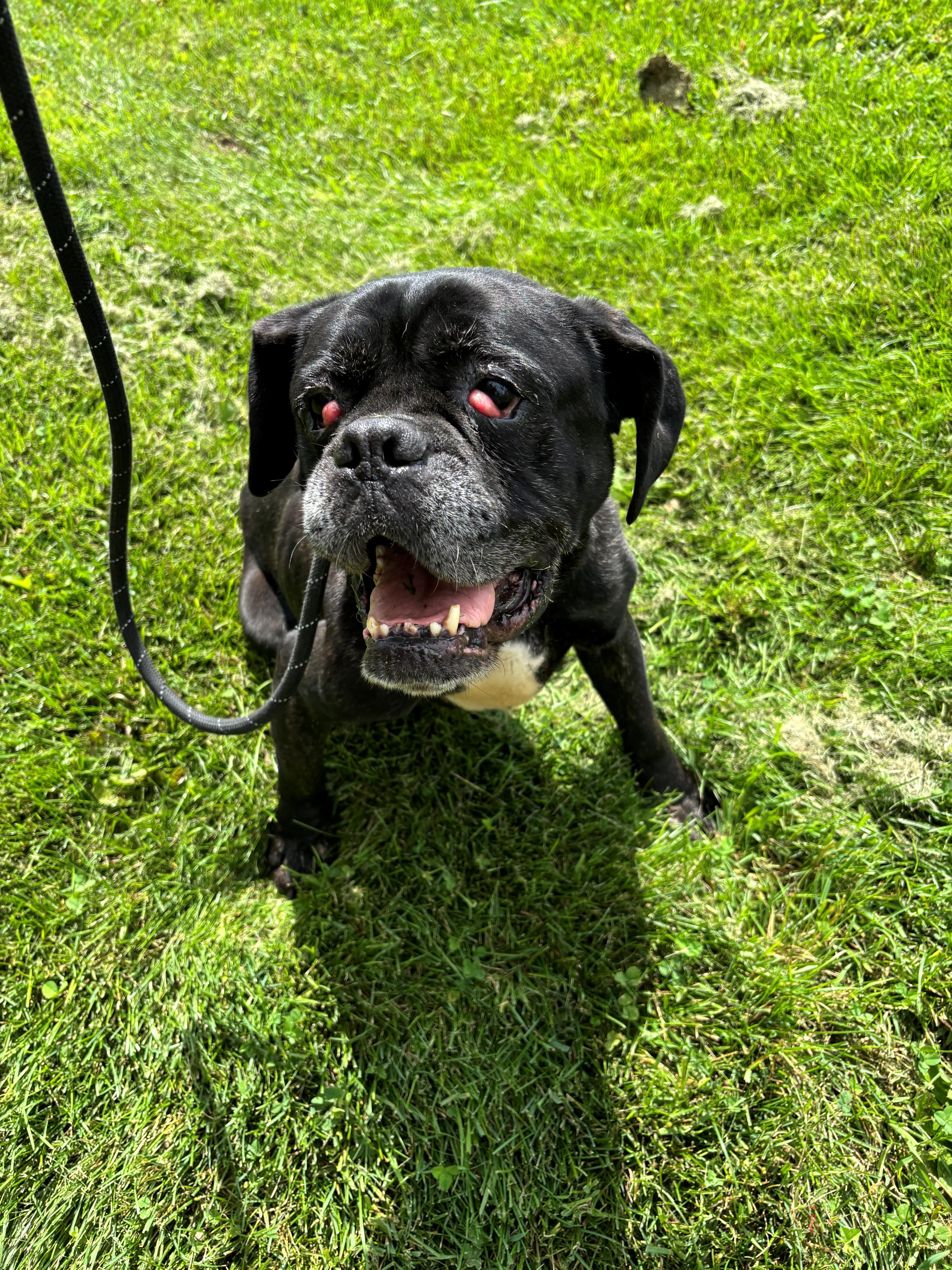 Enlarge Mama, a Adoptable mixed breed in Nevada, IA image 2/3