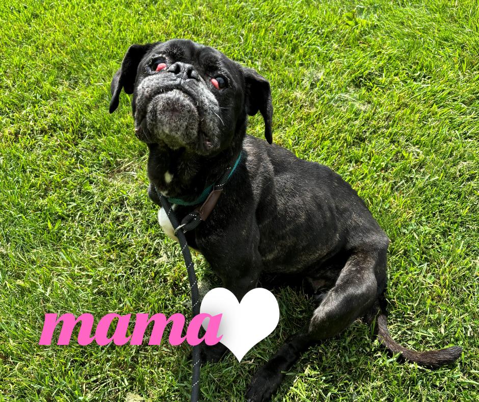 Enlarge Mama, a Adoptable mixed breed in Nevada, IA image 1/3