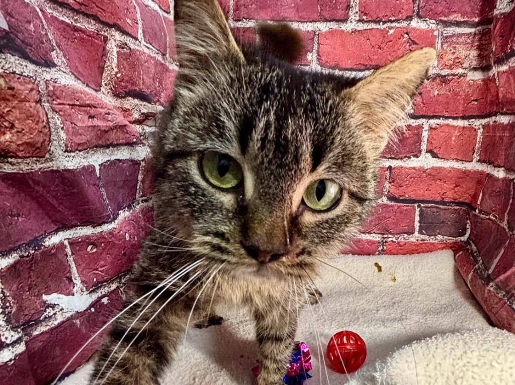 Lola, a Adoptable mixed breed in Pittsfield, IL image 1/6