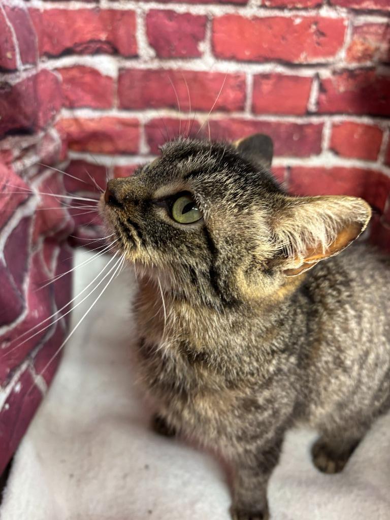 Lola, Adoptable, Adult Female Domestic Short Hair.