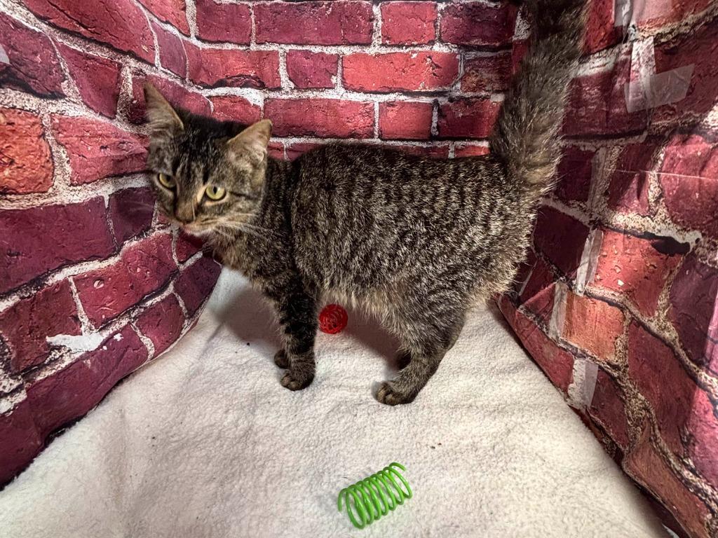 Lola, Adoptable, Young Female Domestic Short Hair.