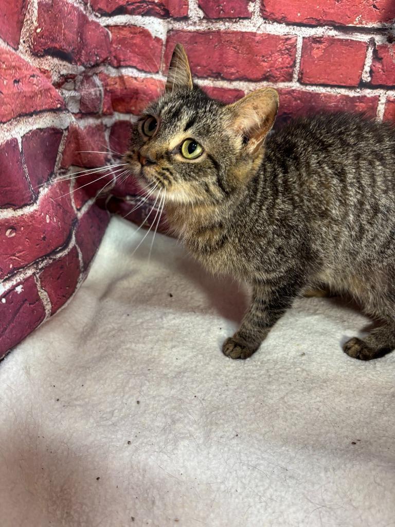 Enlarge Lola, a Adoptable mixed breed in Pittsfield, IL image 5/6