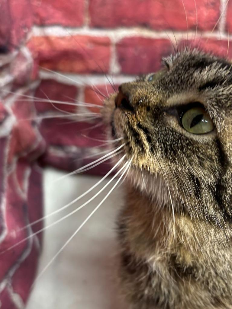 Enlarge Lola, a Adoptable mixed breed in Pittsfield, IL image 6/6