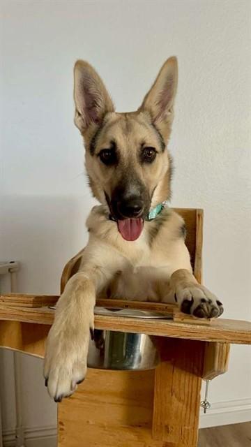 ROBBY, Adoptable, Young Male German Shepherd Dog.