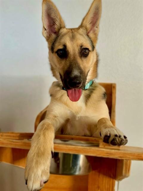 ROBBY, Adoptable, Young Male German Shepherd Dog.