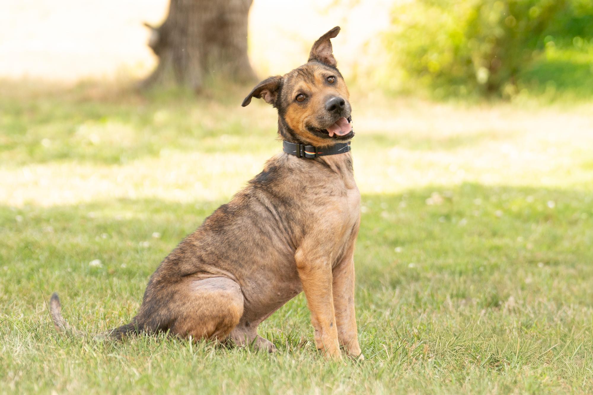 Enlarge Bear, an adoptable mixed breed in Ashland, VA image 3/6