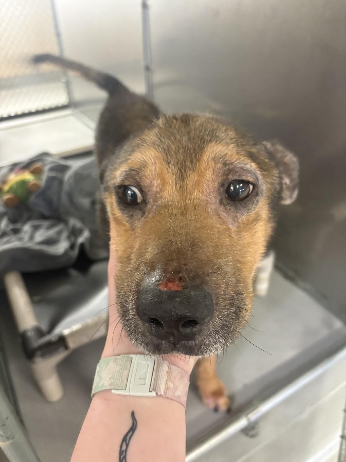 Enlarge Bear, a ADOPTABLE mixed breed in Ashland, VA image 6/6