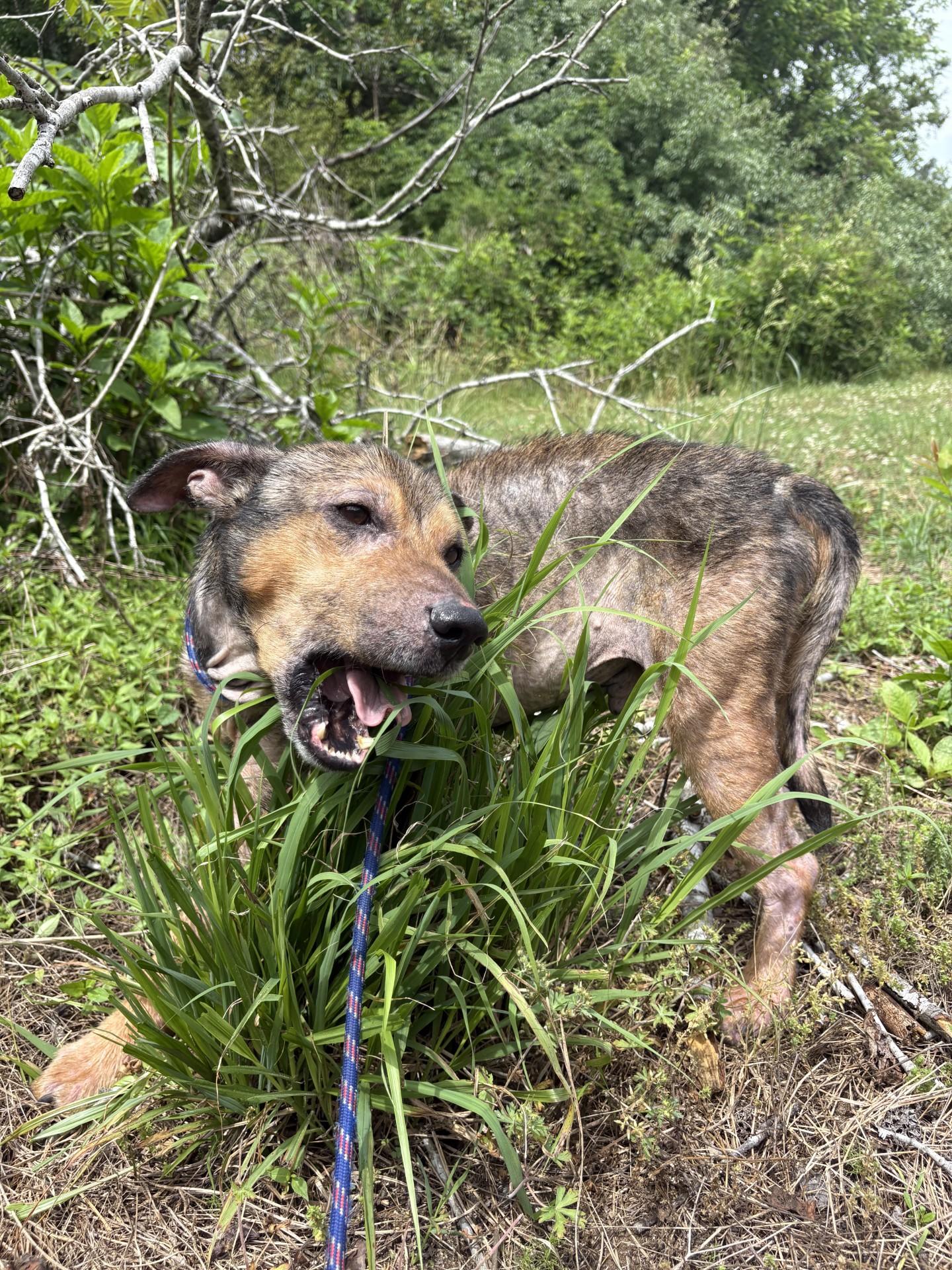 Enlarge Bear, a ADOPTABLE mixed breed in Ashland, VA image 3/6