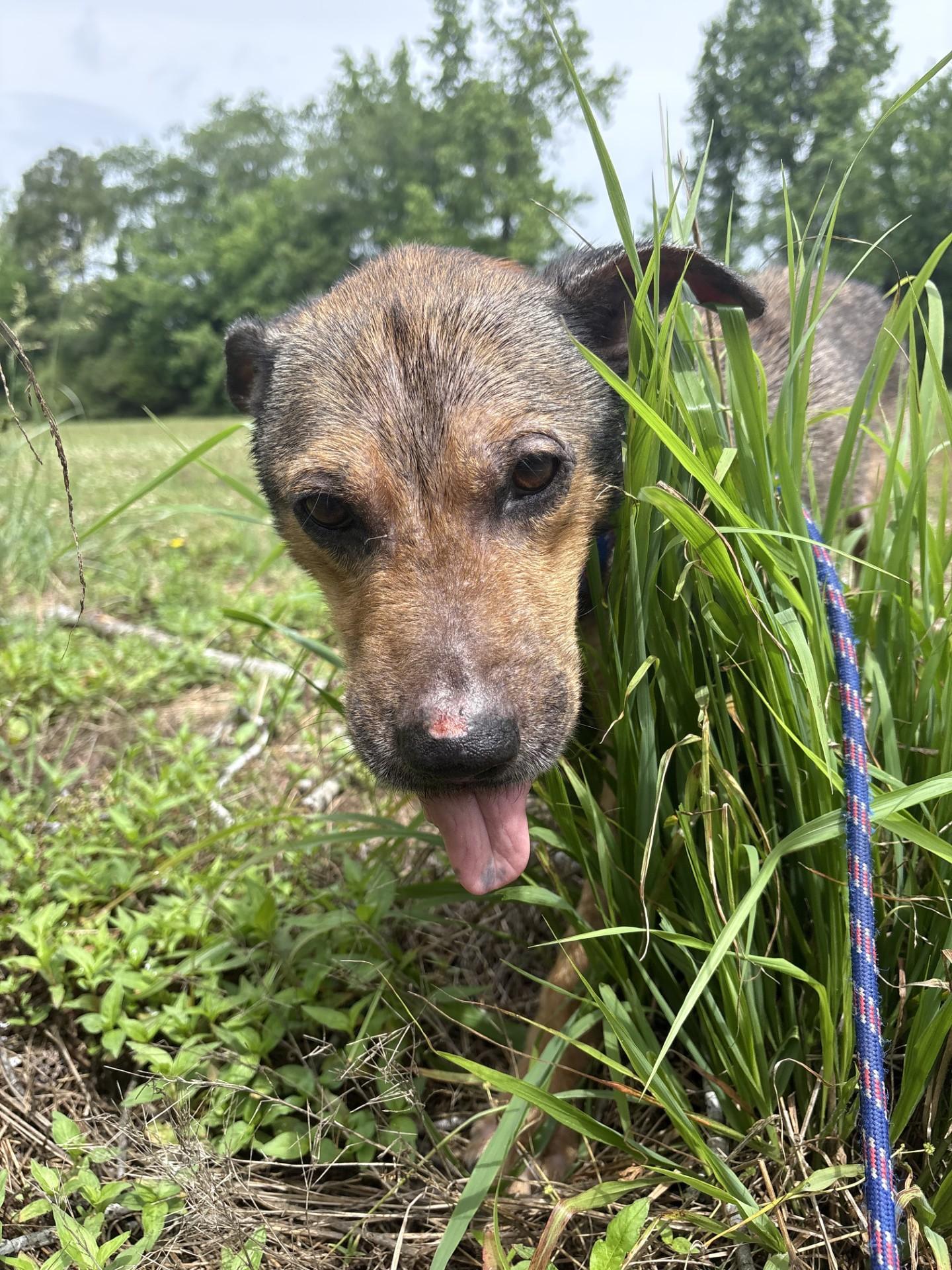 Enlarge Bear, a ADOPTABLE mixed breed in Ashland, VA image 2/6
