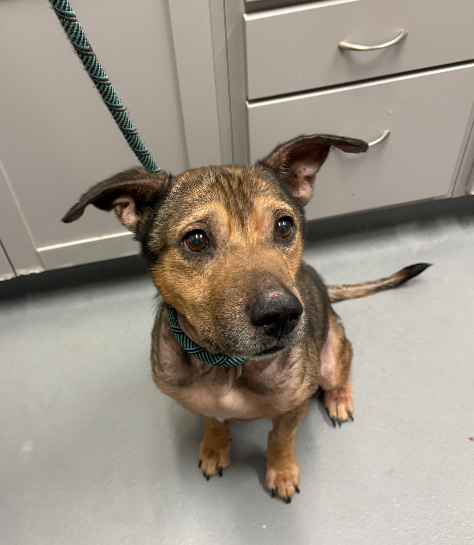 Bear, ADOPTABLE, Adult Male Shepherd.