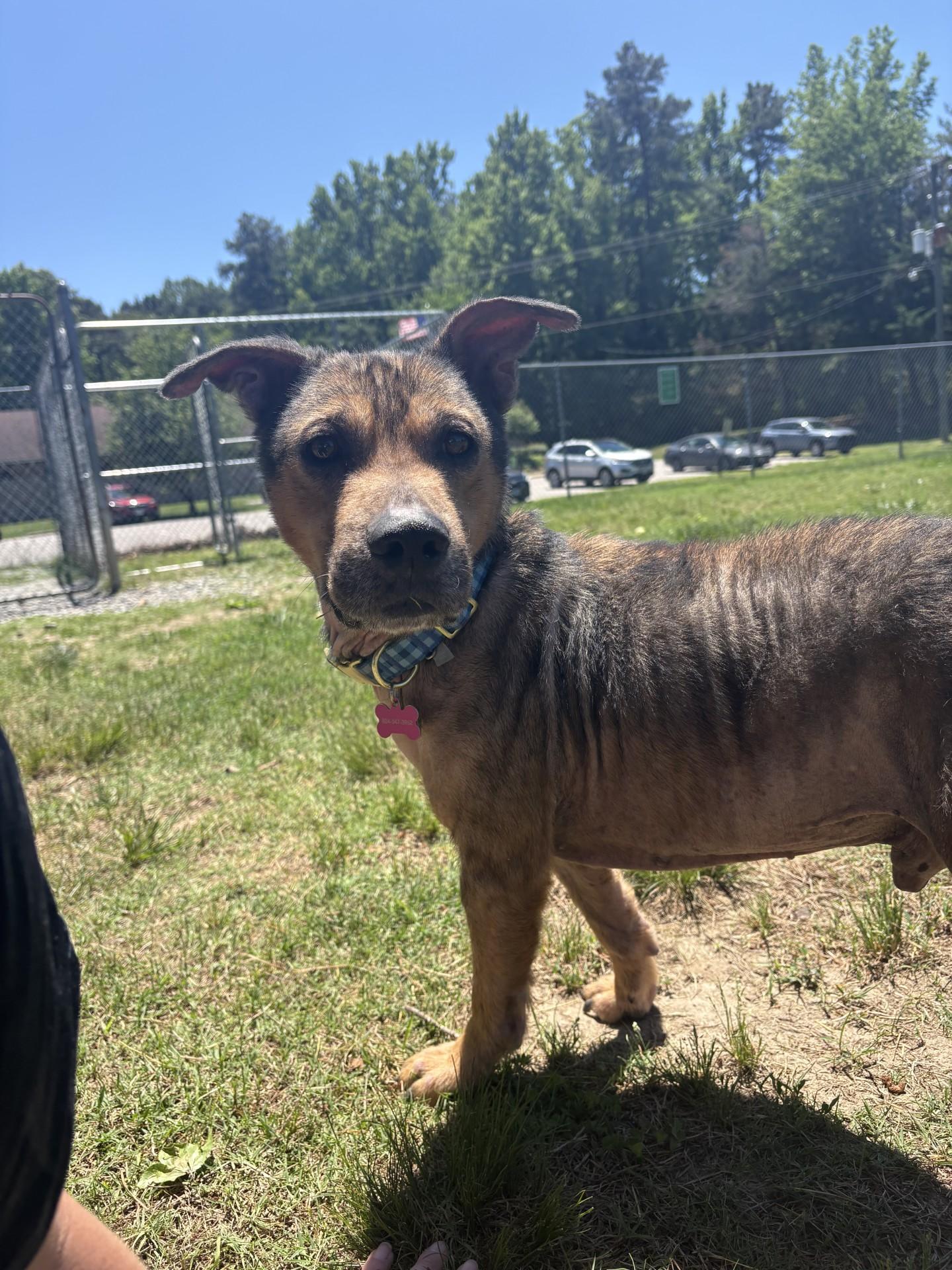 Enlarge Bear, a ADOPTABLE mixed breed in Ashland, VA image 4/6