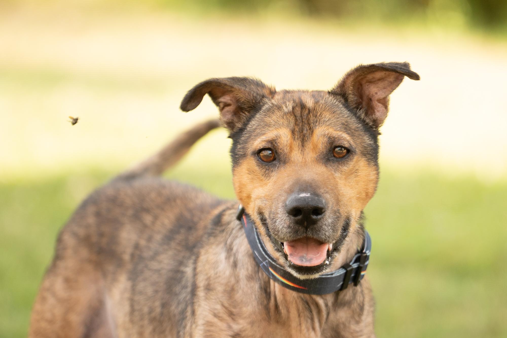 Enlarge Bear, an adoptable mixed breed in Ashland, VA image 5/6