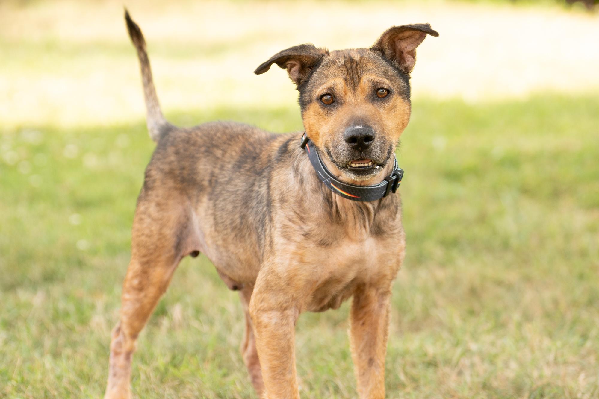 Enlarge Bear, an adoptable mixed breed in Ashland, VA image 6/6