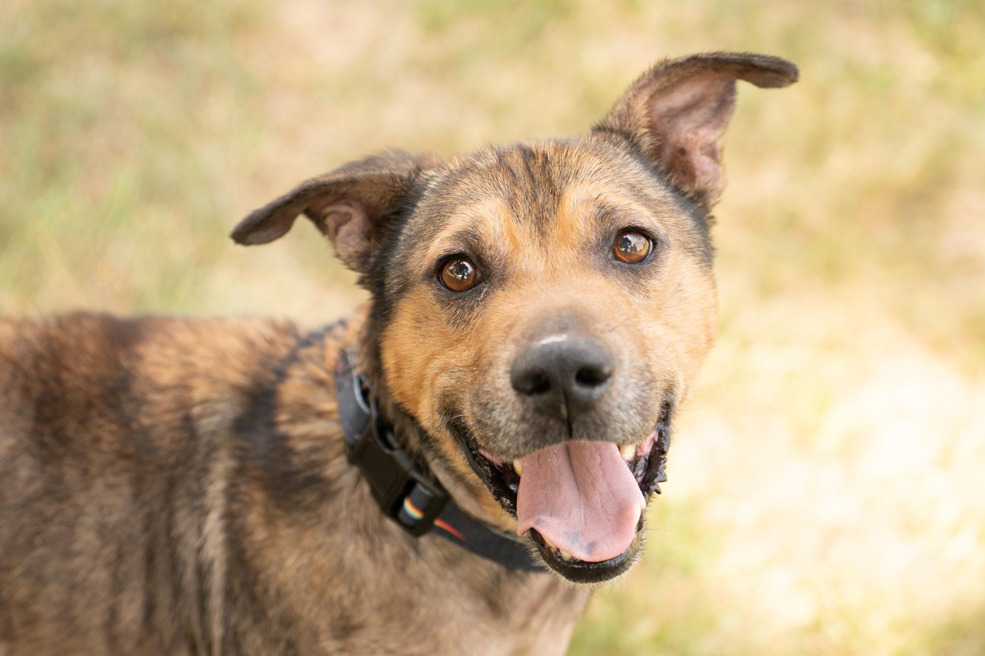 Enlarge Bear, an adoptable mixed breed in Ashland, VA image 1/6