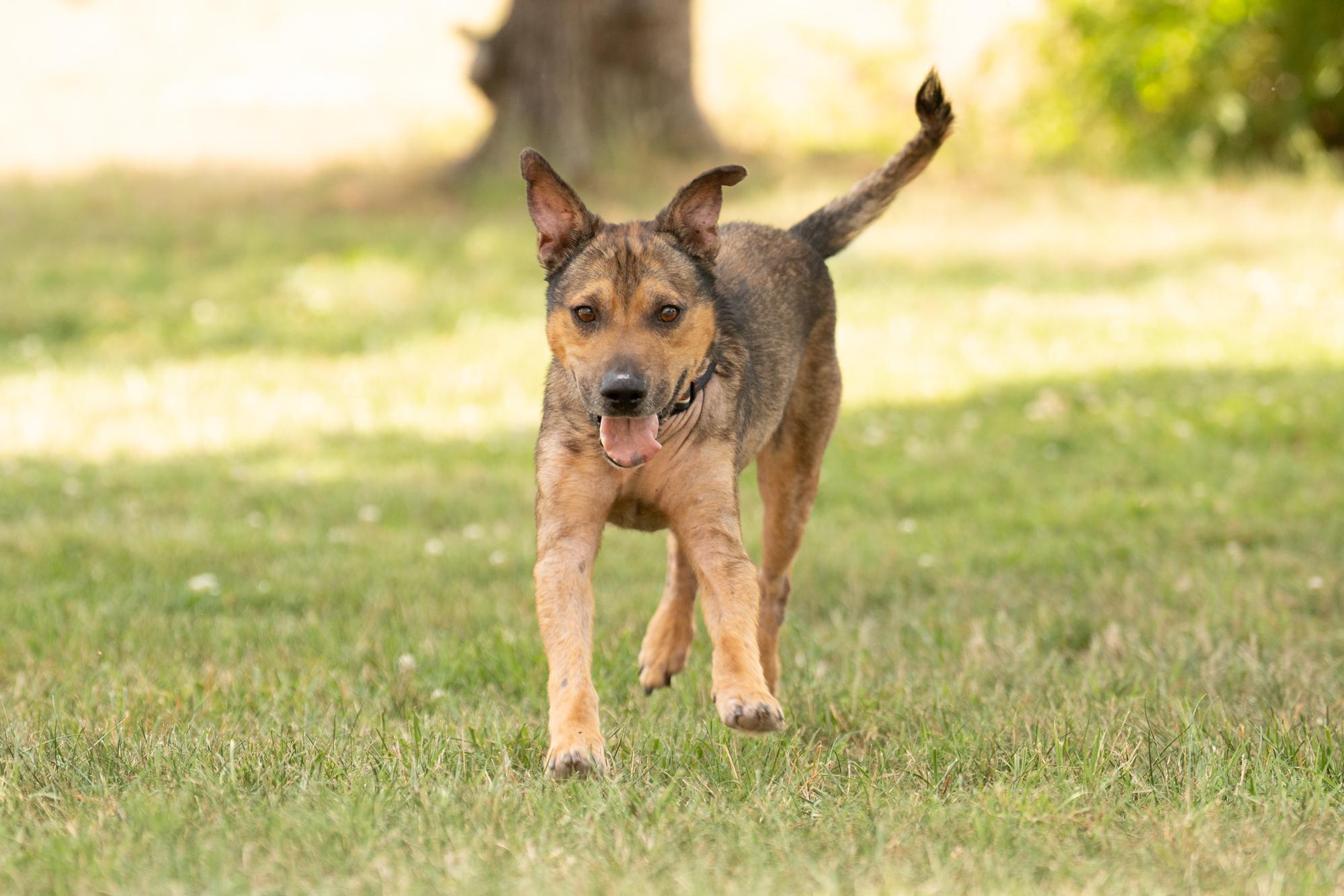Enlarge Bear, an adoptable mixed breed in Ashland, VA image 4/6