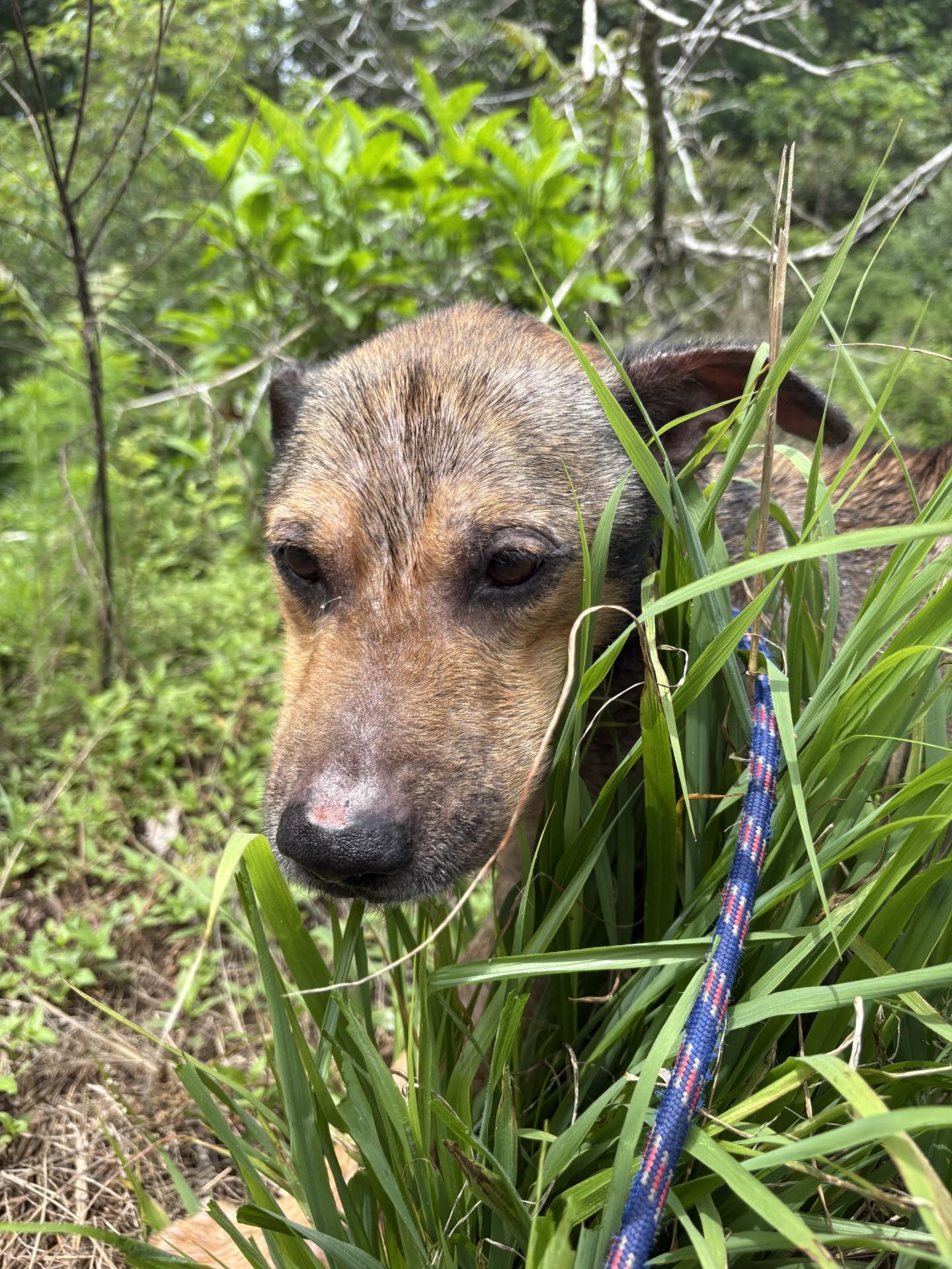 Enlarge Bear, a ADOPTABLE mixed breed in Ashland, VA image 5/6