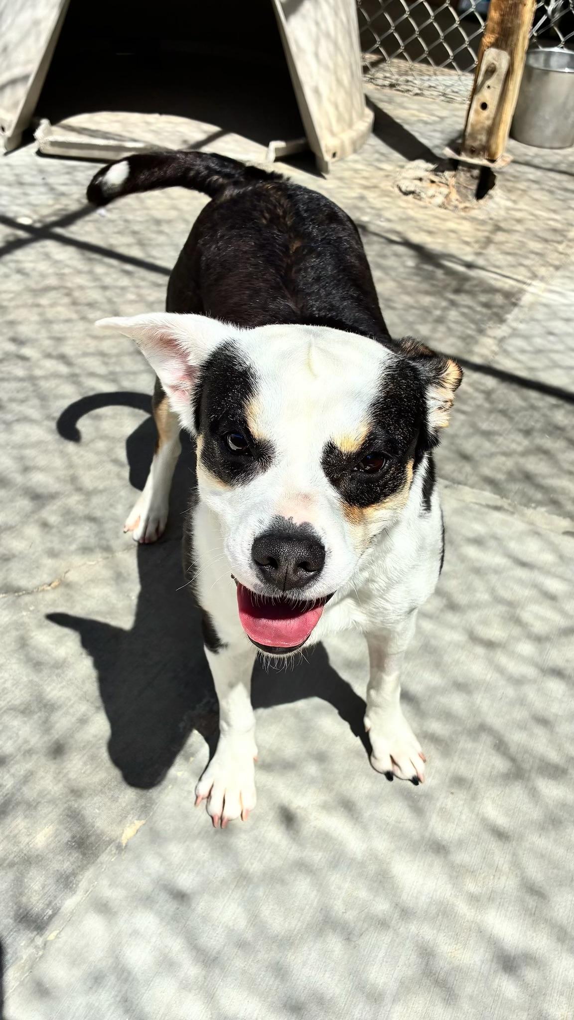 LANA, ADOPTABLE, Young Female Boston Terrier & Jack Russell Terrier.
