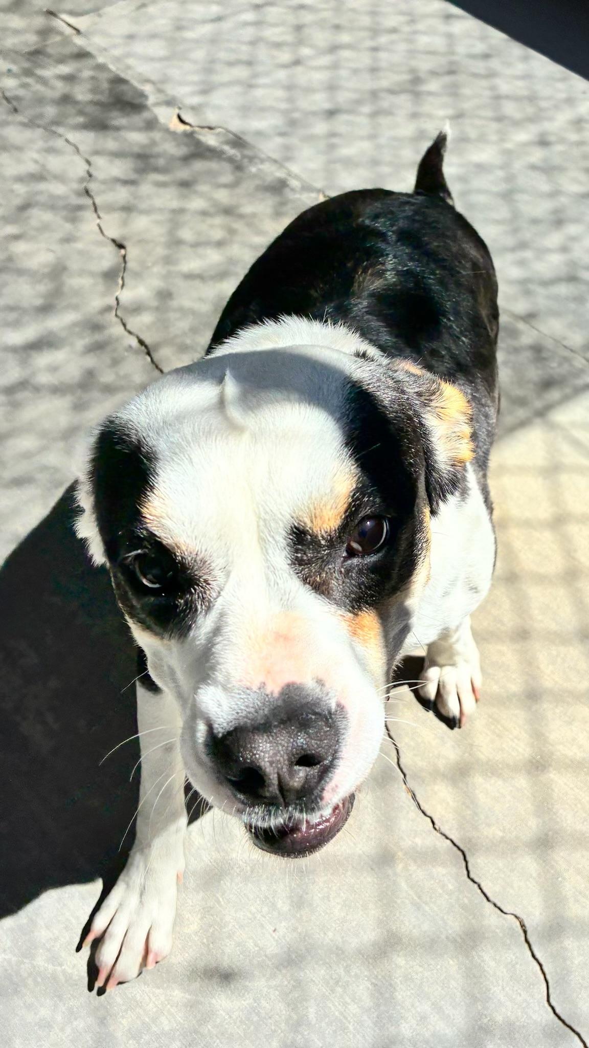 LANA, a ADOPTABLE mixed breed in Joshua Tree, CA image 5/5