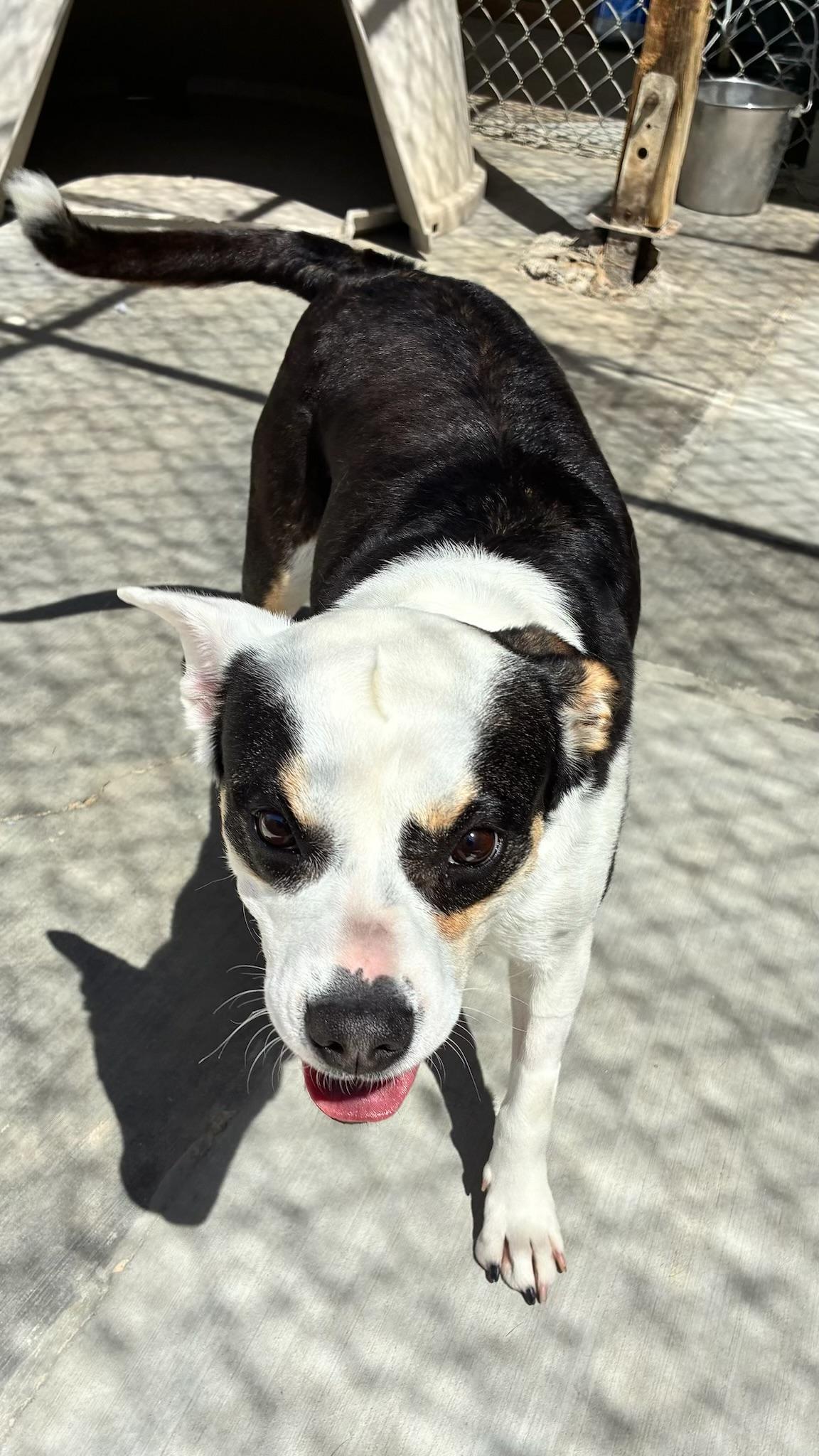 LANA, a ADOPTABLE mixed breed in Joshua Tree, CA image 3/5