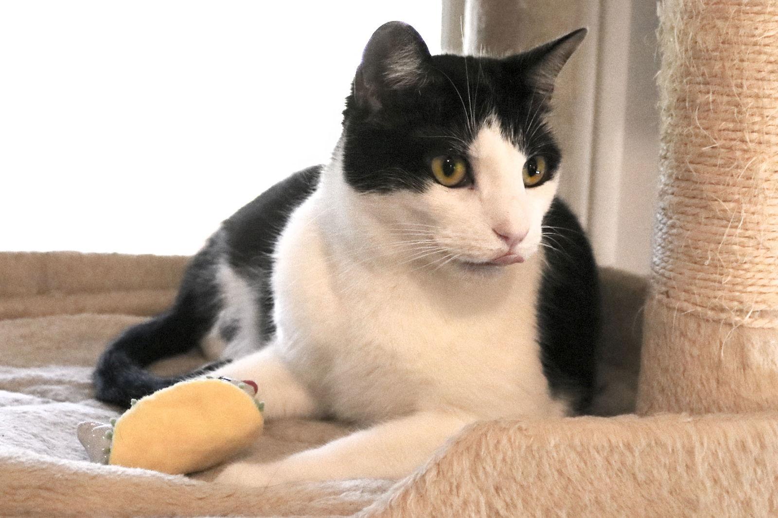 Nuggets, Adoptable, Adult Female Domestic Short Hair.