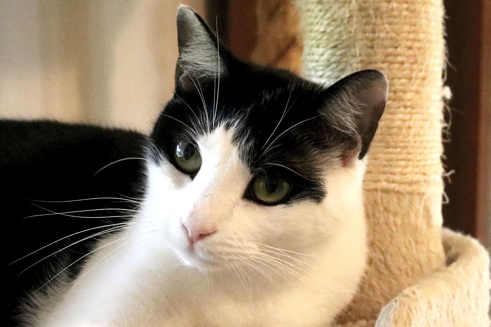 Nuggets, a Adoptable Domestic Short Hair in Buford, GA image 2/3