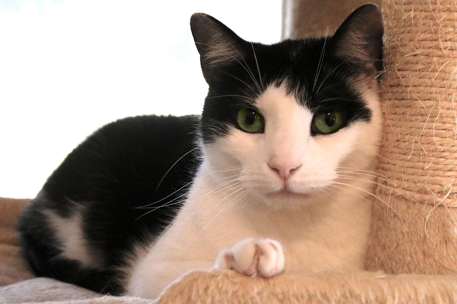 Nuggets, a Adoptable Domestic Short Hair in Buford, GA image 3/3