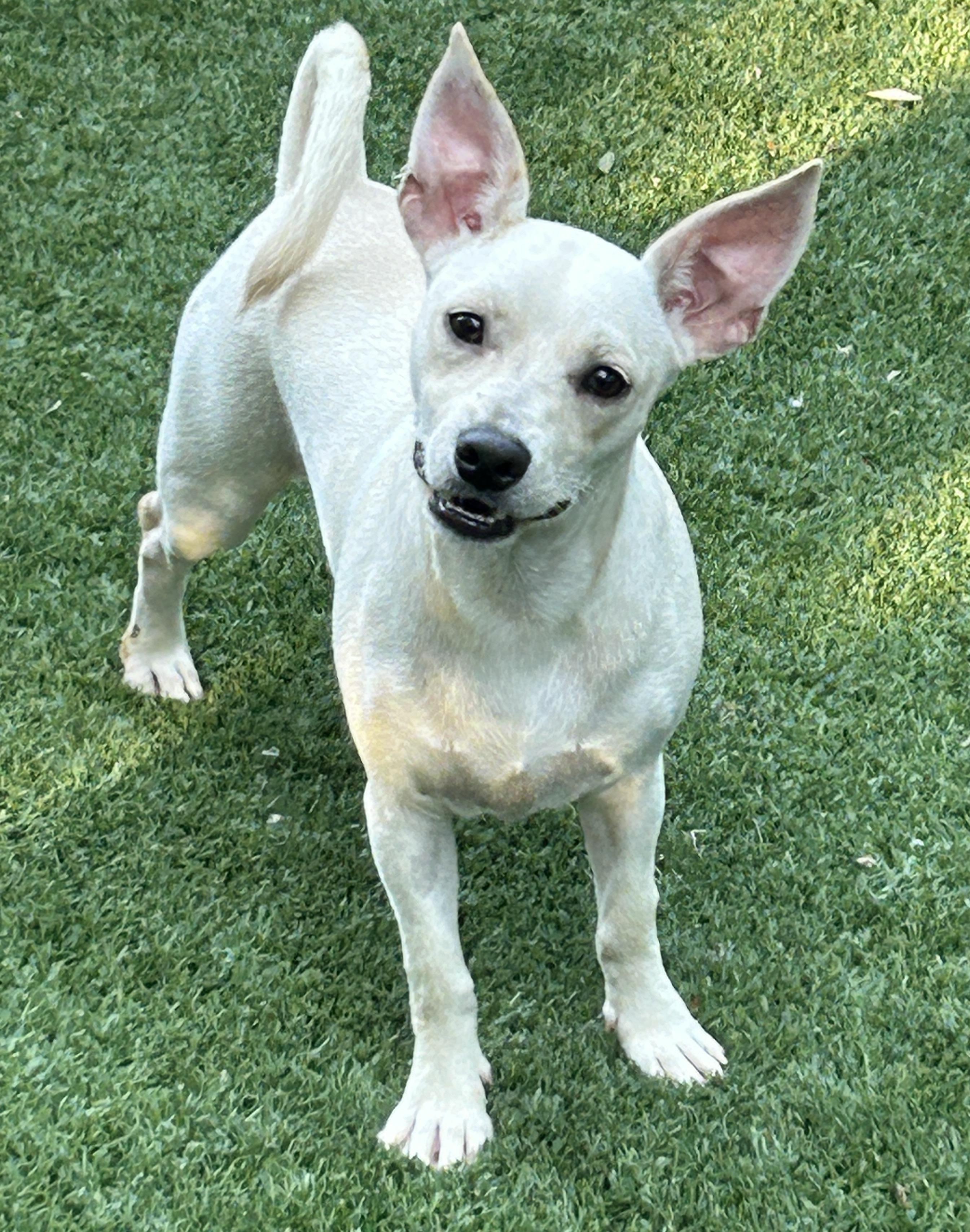 Enlarge Jack, an adopted mixed breed in Sarasota, FL image 3/4