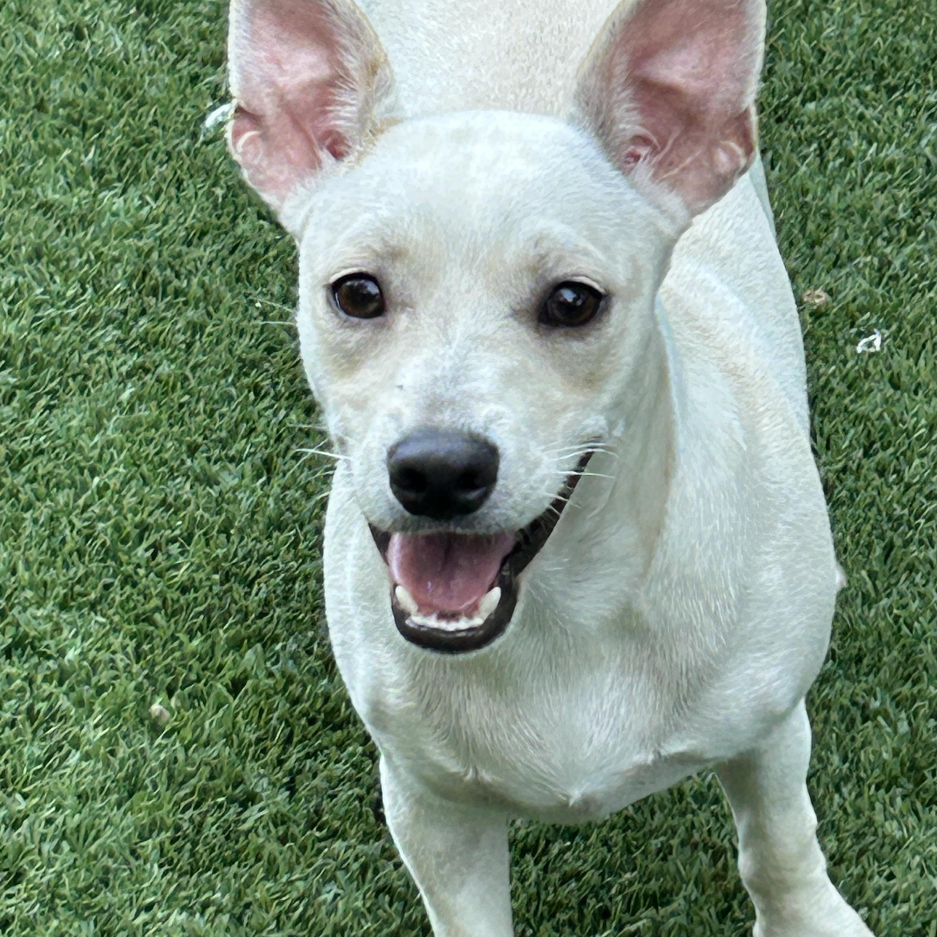 Enlarge Jack, an adopted mixed breed in Sarasota, FL image 4/4
