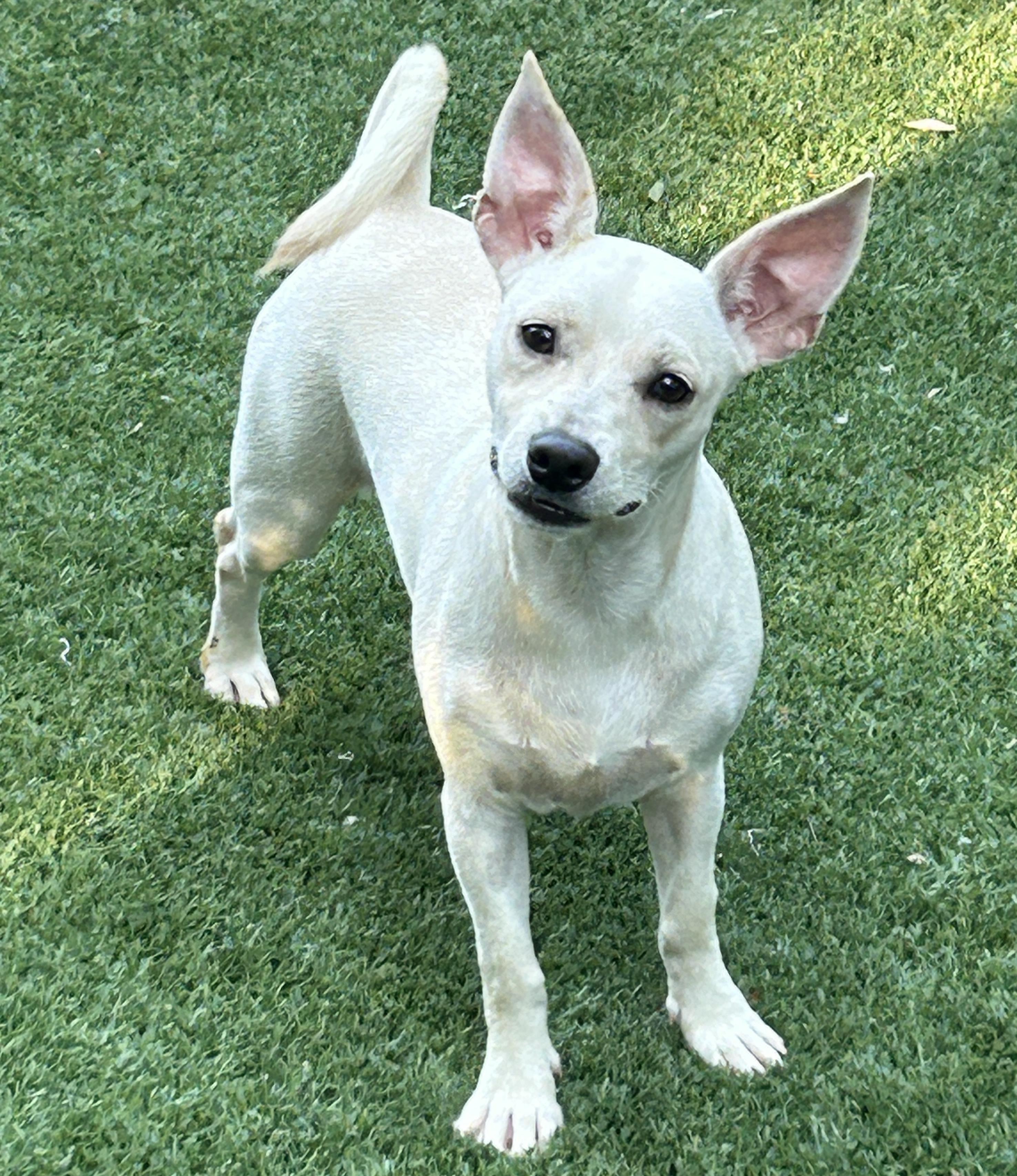 Enlarge Jack, an adopted mixed breed in Sarasota, FL image 2/4