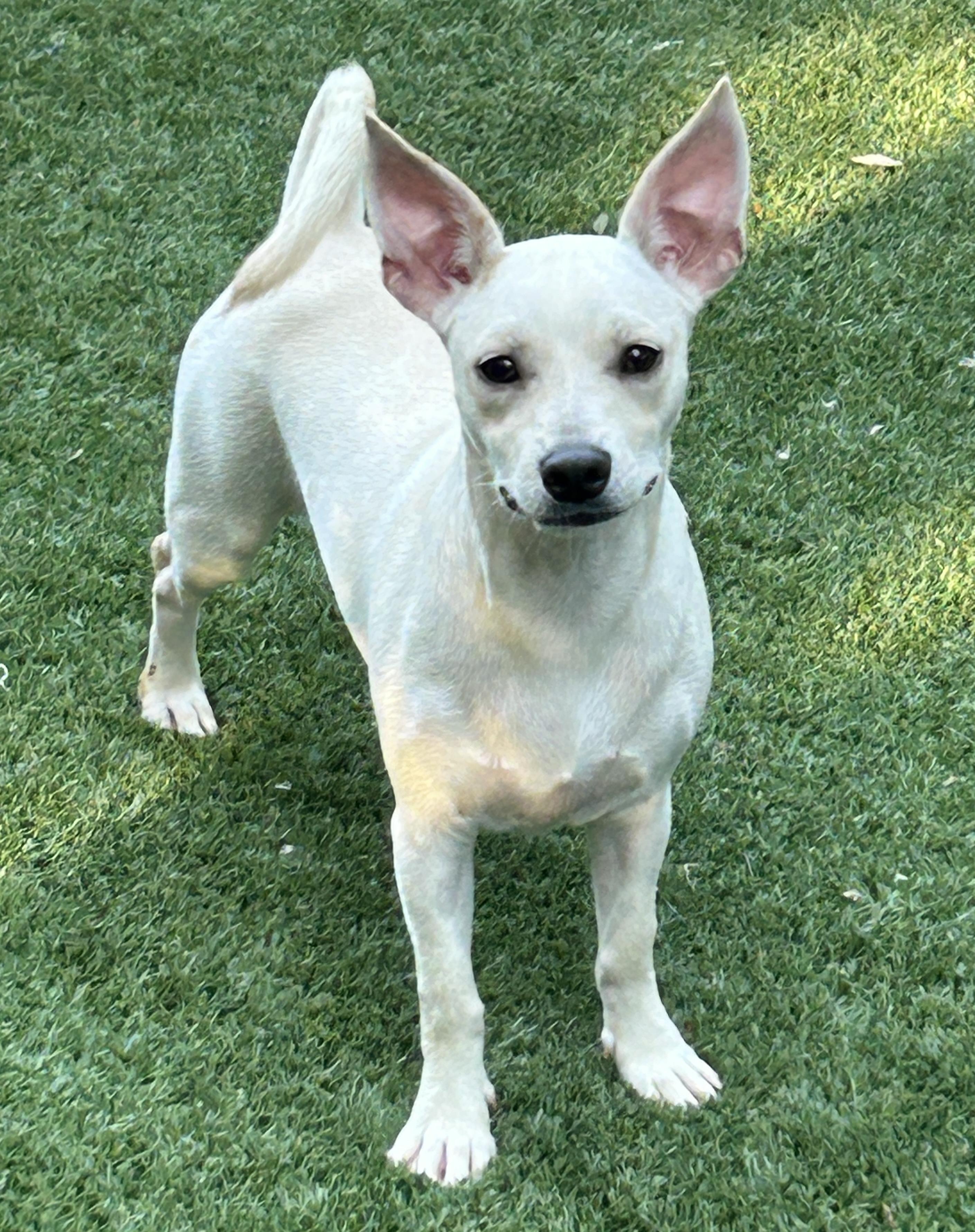 Enlarge Jack, an adopted mixed breed in Sarasota, FL image 1/4