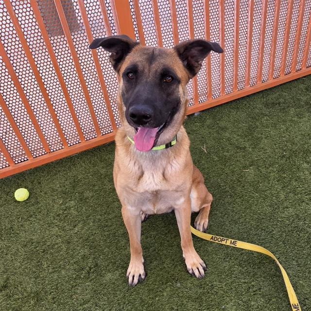 LEMON, Adoptable, Adult Female German Shepherd Dog.