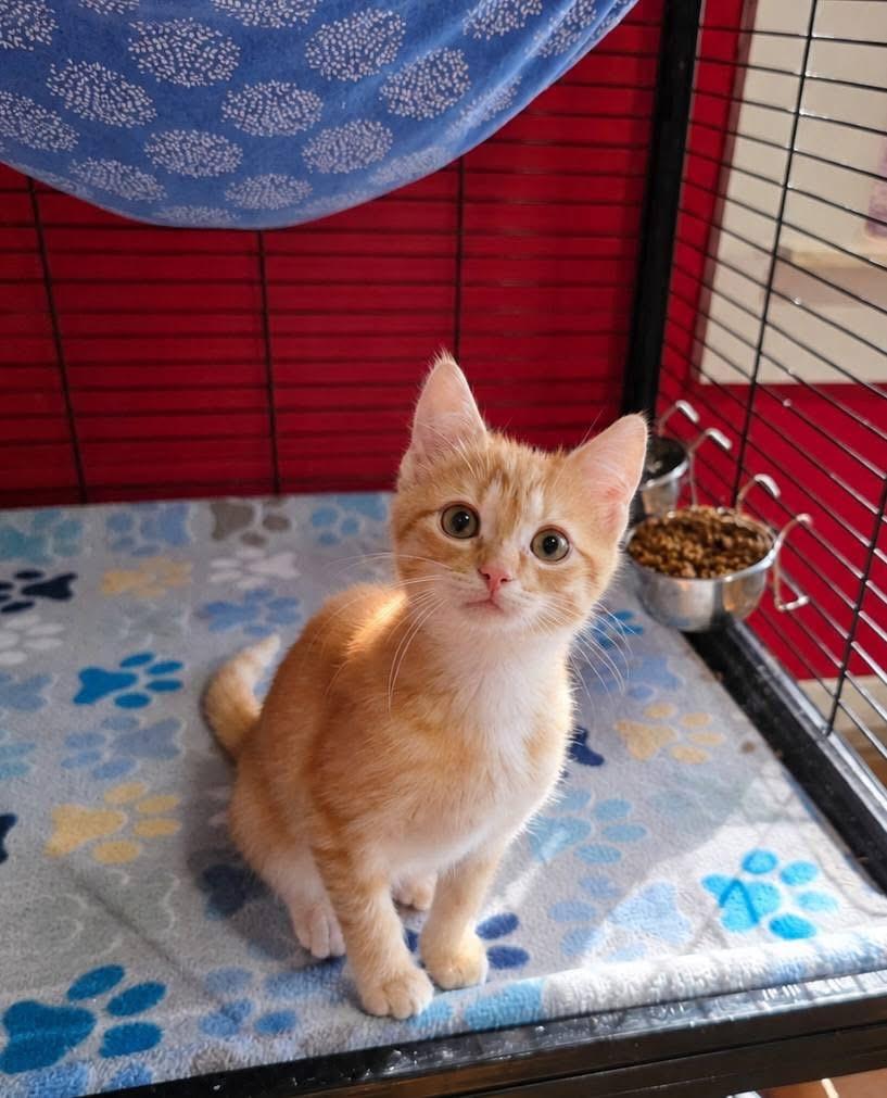 Everest, Adopted, Kitten Male Domestic Short Hair & Tabby.