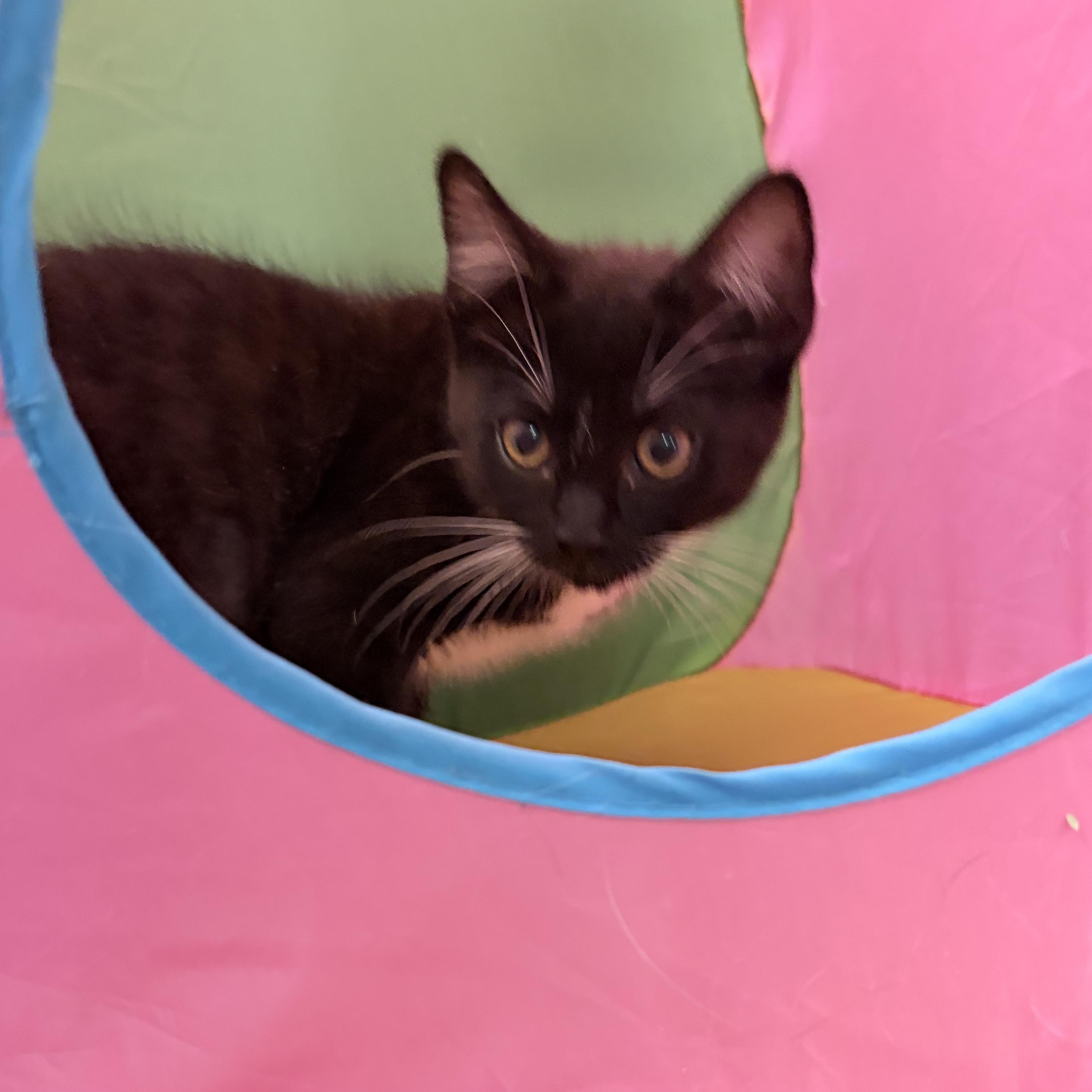 Olive, adopted, Kitten Female Domestic Short Hair.