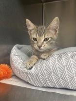 Dollie, an adoptable Domestic Short Hair in Winfield, KS, 67156 | Photo Image 1