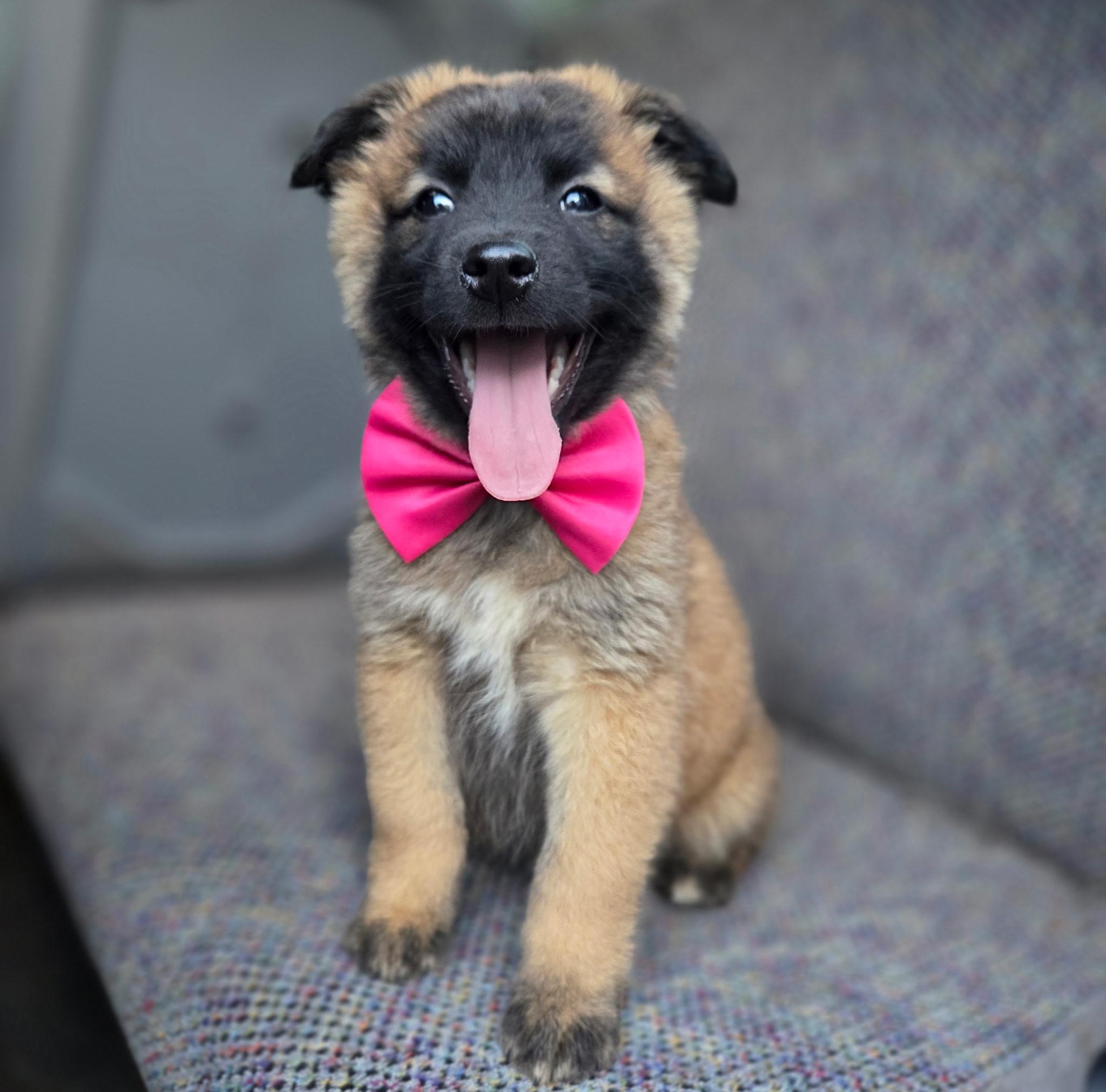 Enlarge Rose , an adopted mixed breed in Gilbert, SC image 2/6