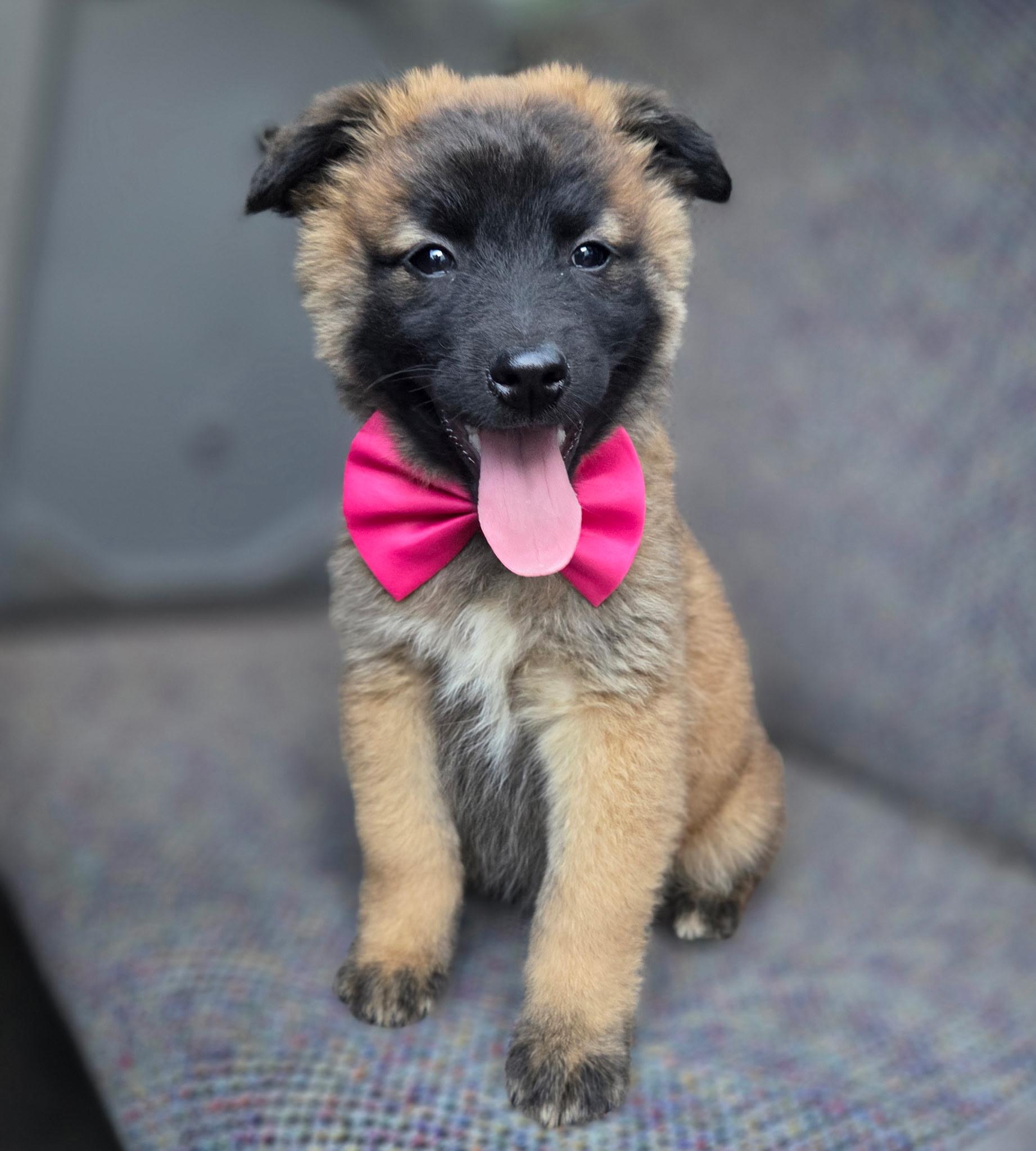 Enlarge Rose , an adopted mixed breed in Gilbert, SC image 6/6