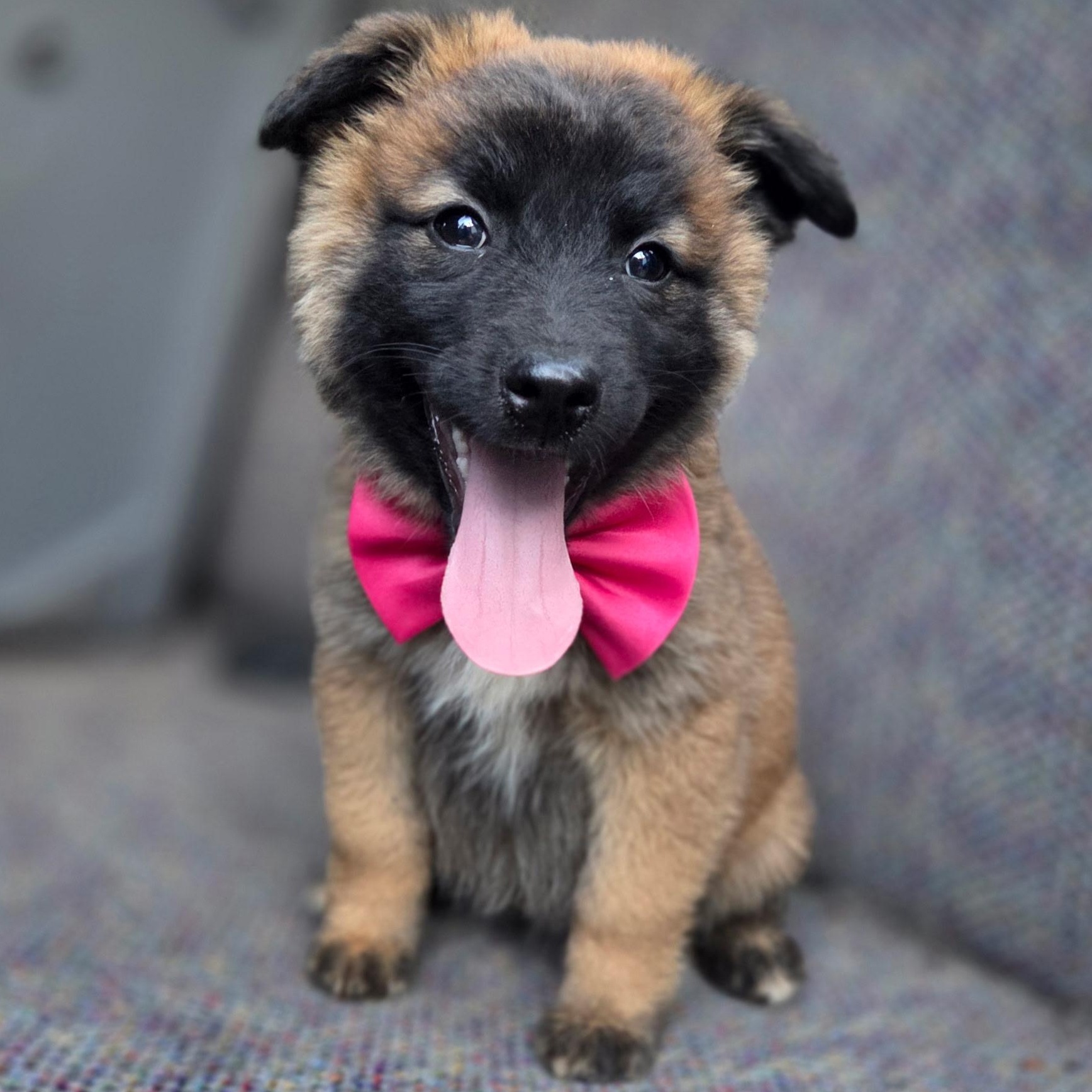 Enlarge Rose , an adopted mixed breed in Gilbert, SC image 1/6