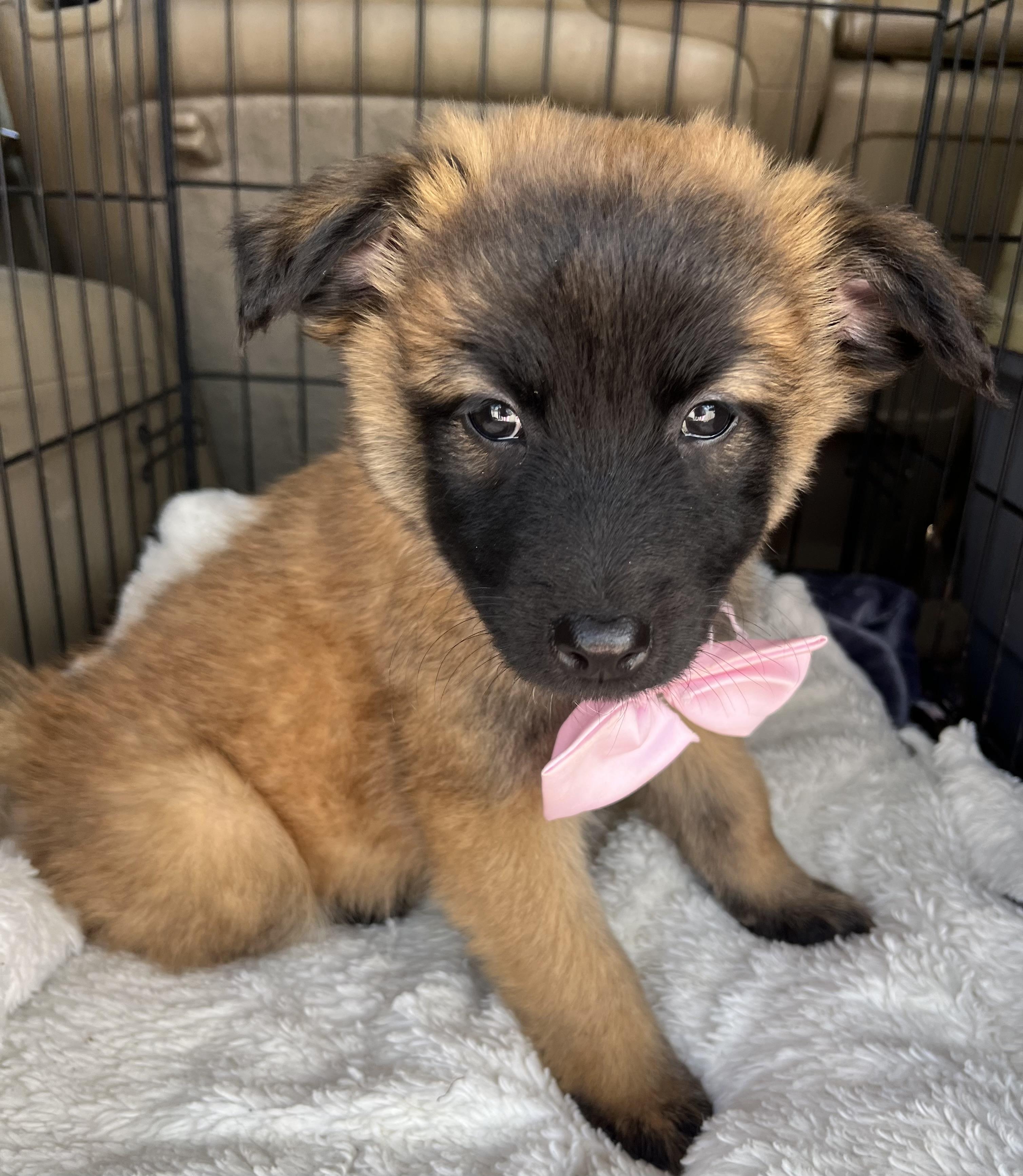 Enlarge Rose , a Adoptable mixed breed in Gilbert, SC image 5/6