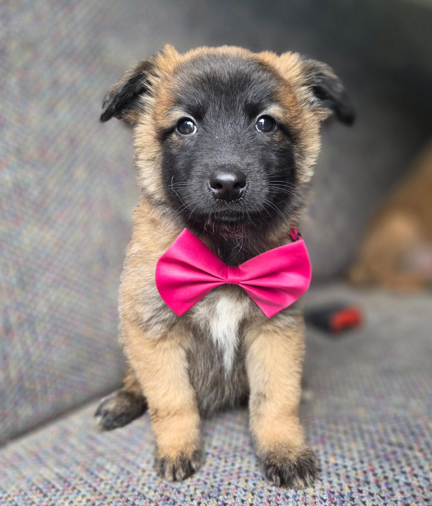 Enlarge Rose , a Adoptable mixed breed in Gilbert, SC image 3/6