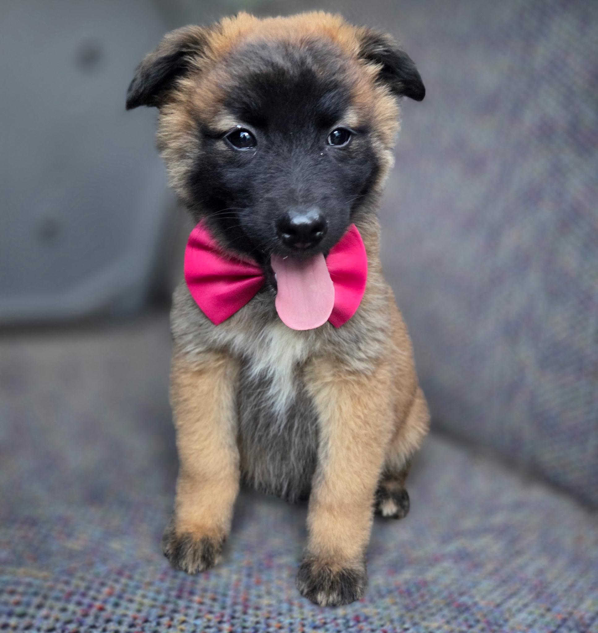 Enlarge Rose , an adopted mixed breed in Gilbert, SC image 4/6